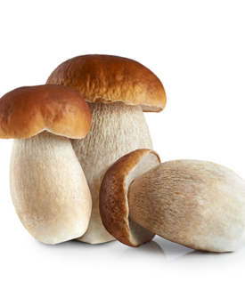 Funghi Porcini